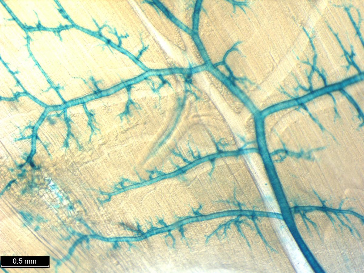 CRISPR knockout method new atlas for knockout mice